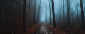 Preview wallpaper forest, fog, autumn, foliage, path