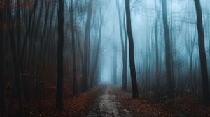 Preview wallpaper forest, fog, autumn, foliage, path