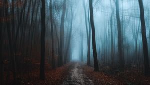 Preview wallpaper forest, fog, autumn, foliage, path