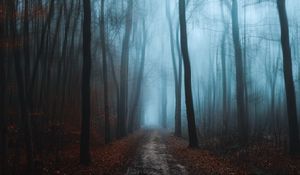 Preview wallpaper forest, fog, autumn, foliage, path