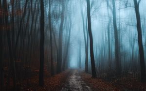 Preview wallpaper forest, fog, autumn, foliage, path