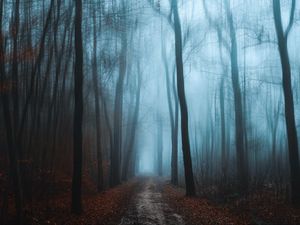 Preview wallpaper forest, fog, autumn, foliage, path