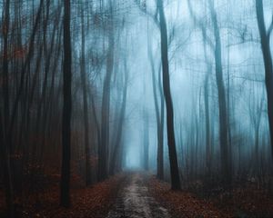 Preview wallpaper forest, fog, autumn, foliage, path