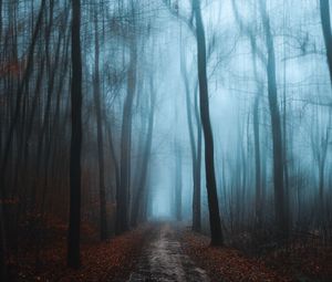 Preview wallpaper forest, fog, autumn, foliage, path