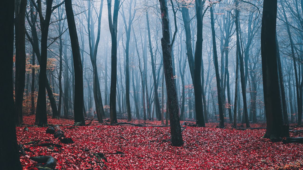 Wallpaper forest, fog, autumn, trees, leaves