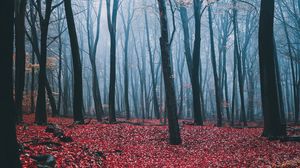 Preview wallpaper forest, fog, autumn, trees, leaves