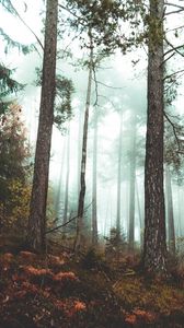 Preview wallpaper forest, fog, autumn