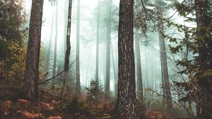 Preview wallpaper forest, fog, autumn