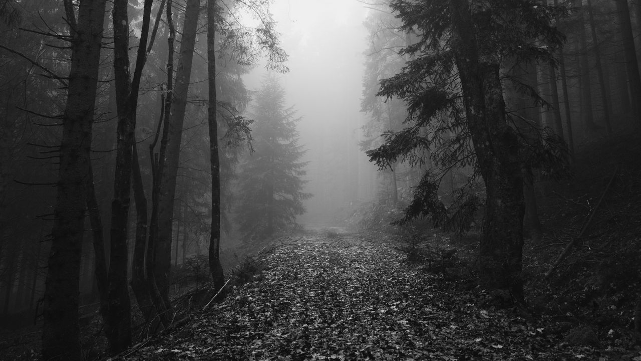 Wallpaper forest, fog, autumn, darkness, black and white