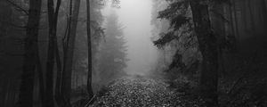 Preview wallpaper forest, fog, autumn, darkness, black and white
