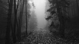 Preview wallpaper forest, fog, autumn, darkness, black and white