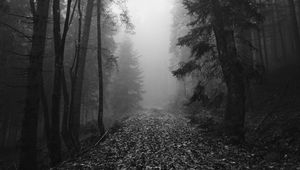 Preview wallpaper forest, fog, autumn, darkness, black and white