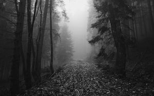 Preview wallpaper forest, fog, autumn, darkness, black and white