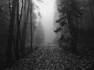 Preview wallpaper forest, fog, autumn, darkness, black and white