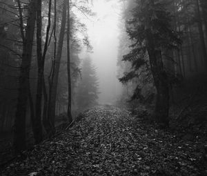 Preview wallpaper forest, fog, autumn, darkness, black and white