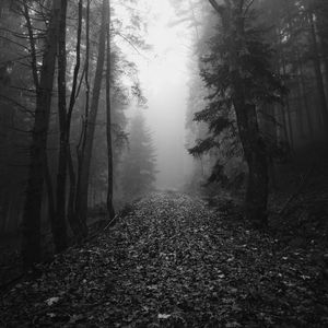 Preview wallpaper forest, fog, autumn, darkness, black and white
