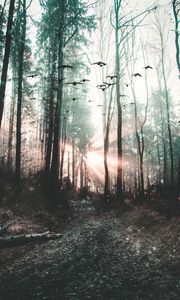 Preview wallpaper forest, fog, birds, trees, mystical
