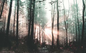 Preview wallpaper forest, fog, birds, trees, mystical