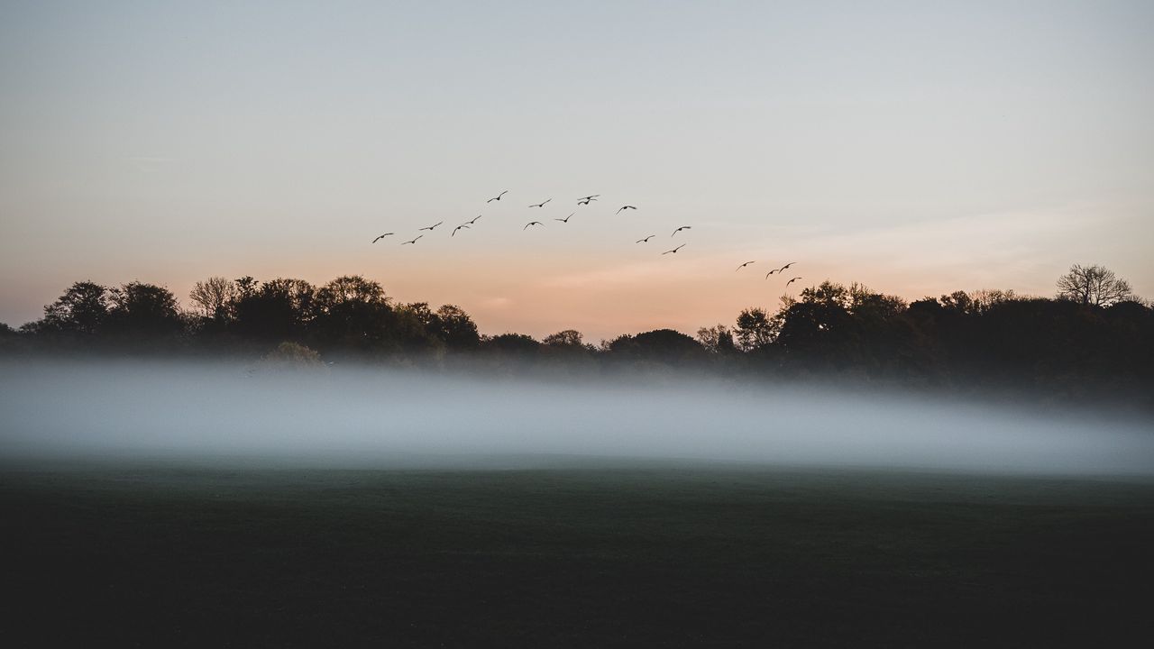 Wallpaper forest, fog, birds, dusk