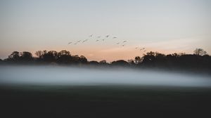 Preview wallpaper forest, fog, birds, dusk