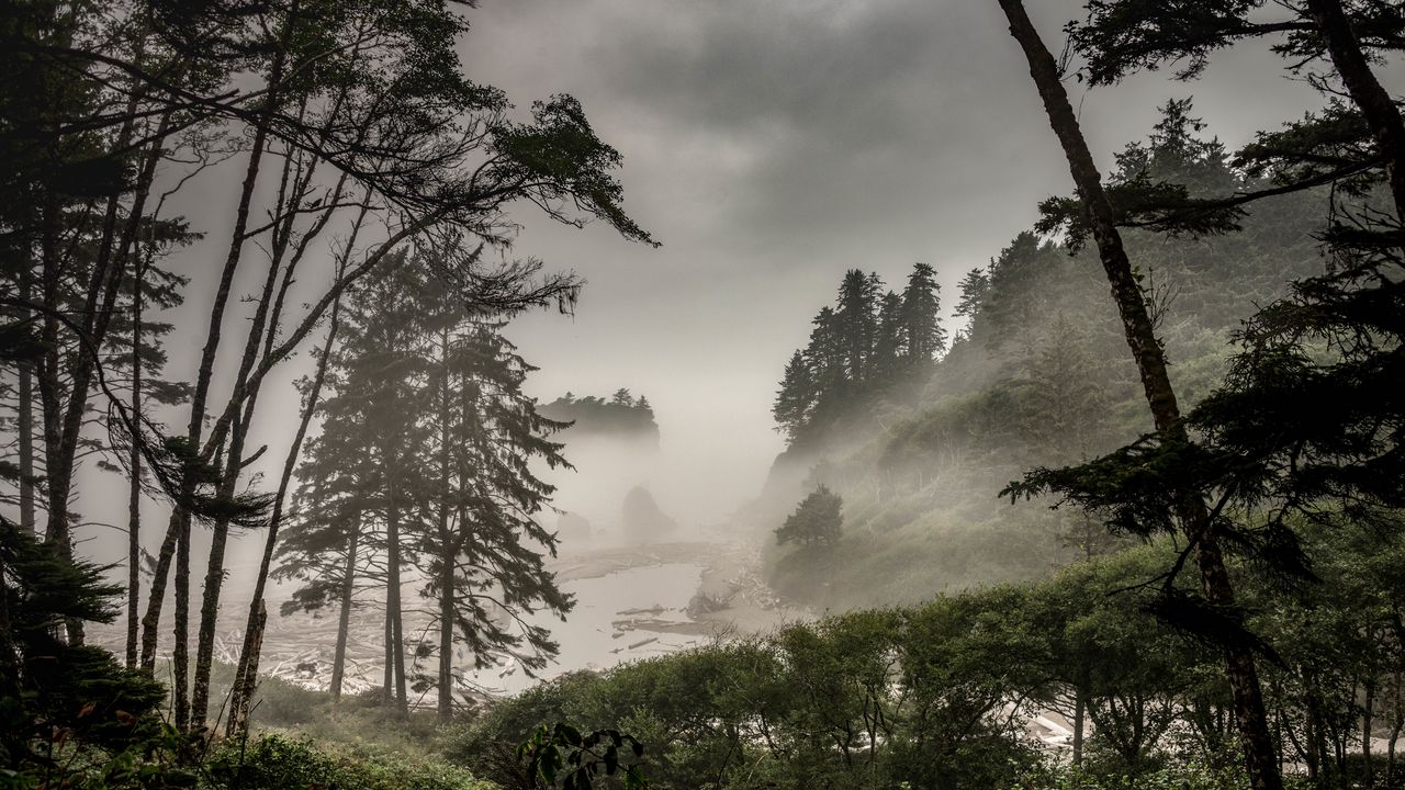 Wallpaper forest, fog, bushes