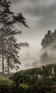 Preview wallpaper forest, fog, bushes