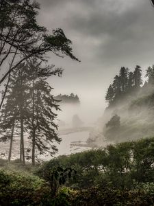 Preview wallpaper forest, fog, bushes