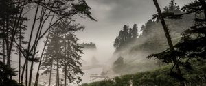 Preview wallpaper forest, fog, bushes