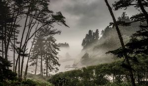 Preview wallpaper forest, fog, bushes