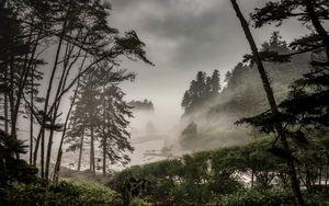 Preview wallpaper forest, fog, bushes