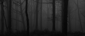 Preview wallpaper forest, fog, bw, trees, dark