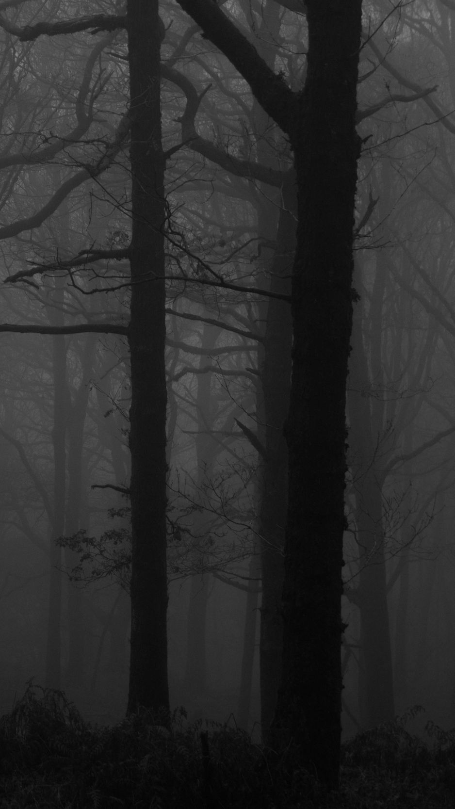 Download wallpaper 938x1668 forest, fog, bw, trees, dark iphone 8/7/6s/6  for parallax hd background