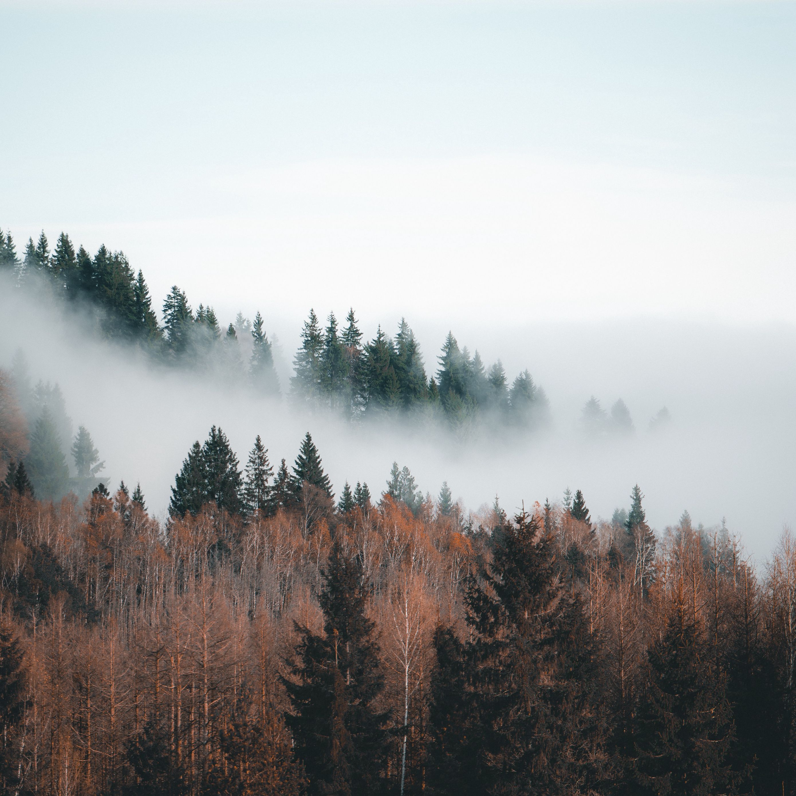 Download wallpaper 2780x2780 forest, fog, clouds, trees, landscape ipad ...