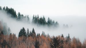 Preview wallpaper forest, fog, clouds, trees, landscape