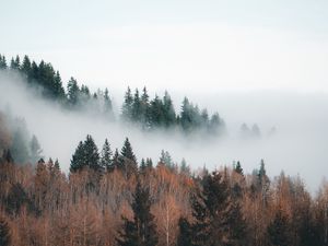 Preview wallpaper forest, fog, clouds, trees, landscape