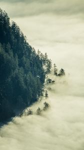 Preview wallpaper forest, fog, clouds, trees