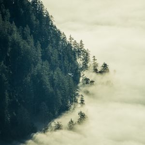 Preview wallpaper forest, fog, clouds, trees