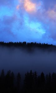 Preview wallpaper forest, fog, clouds, dusk, nature
