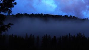 Preview wallpaper forest, fog, clouds, dusk, nature