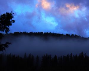 Preview wallpaper forest, fog, clouds, dusk, nature