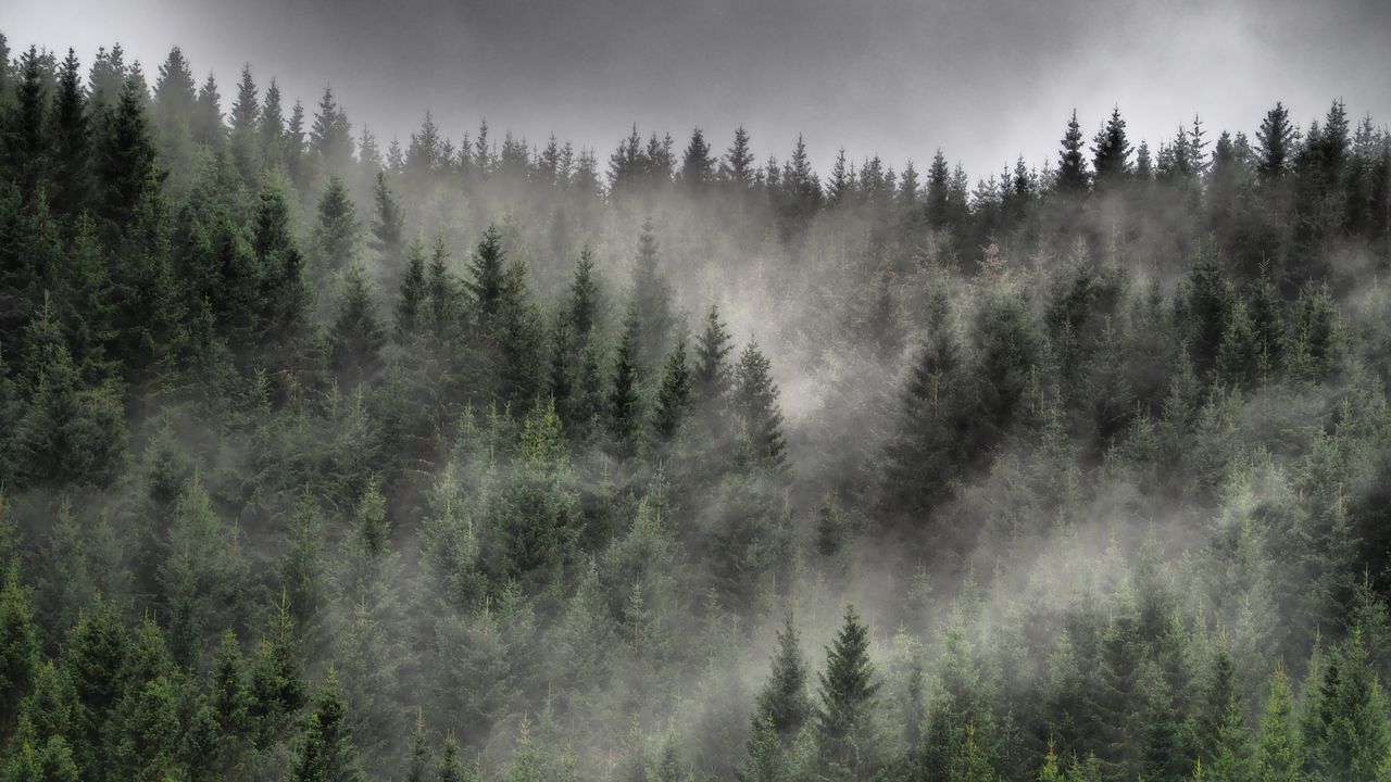 Wallpaper forest, fog, clouds, trees, spruce, coniferous
