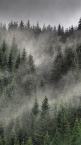 Preview wallpaper forest, fog, clouds, trees, spruce, coniferous