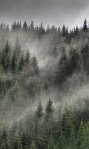 Preview wallpaper forest, fog, clouds, trees, spruce, coniferous