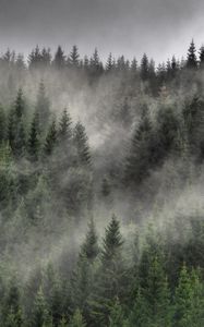 Preview wallpaper forest, fog, clouds, trees, spruce, coniferous