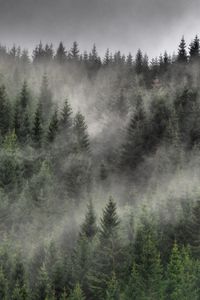 Preview wallpaper forest, fog, clouds, trees, spruce, coniferous