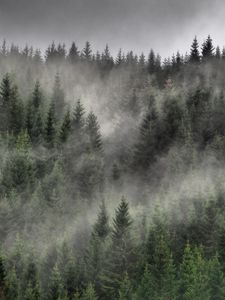 Preview wallpaper forest, fog, clouds, trees, spruce, coniferous