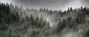 Preview wallpaper forest, fog, clouds, trees, spruce, coniferous