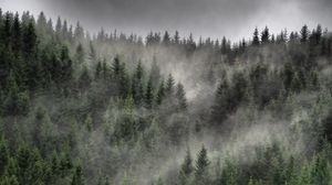 Preview wallpaper forest, fog, clouds, trees, spruce, coniferous