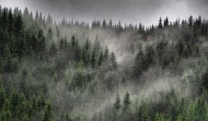 Preview wallpaper forest, fog, clouds, trees, spruce, coniferous