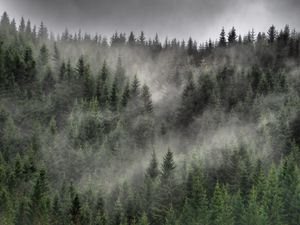 Preview wallpaper forest, fog, clouds, trees, spruce, coniferous